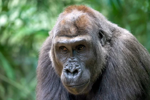Young Male Western Lowland Gorilla Portrait — Stock Photo, Image