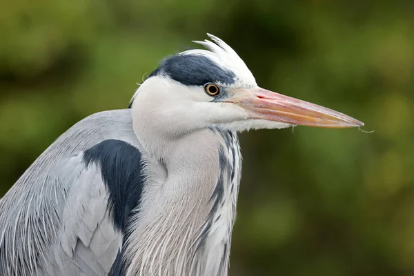 Gri Heron Kuşu Ardea Cinerea Doğada Balıkçıl Portresi — Stok fotoğraf