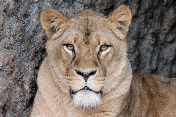 Prédateur Animal Lionne Panthera Leo — Photo