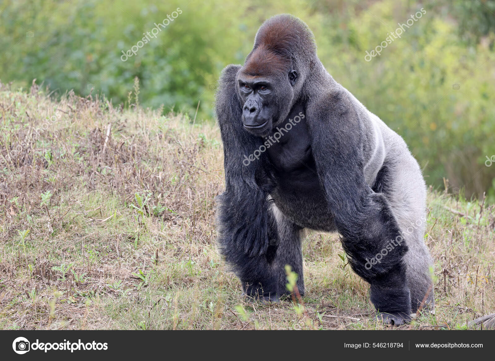 Grande Negro Ocidental Lowland Gorila Natureza Primata Vida Selvagem — Foto  © EBFoto #546218794, image size:1600x1167