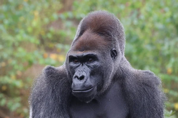 Grande Gorilla Pianura Occidentale Nero Natura Primate Nella Fauna Selvatica — Foto Stock