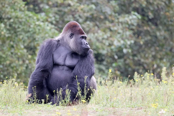 Grande Gorilla Pianura Occidentale Nero Natura Primate Nella Fauna Selvatica — Foto Stock