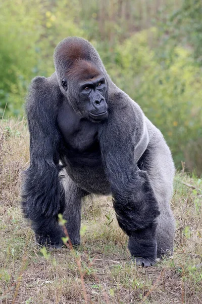 Nagy Fekete Nyugati Alföldi Gorilla Természetben Főemlős Vadonban — Stock Fotó