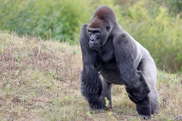 Stor Svart Western Lowland Gorilla Naturen Primat Djurlivet — Stockfoto