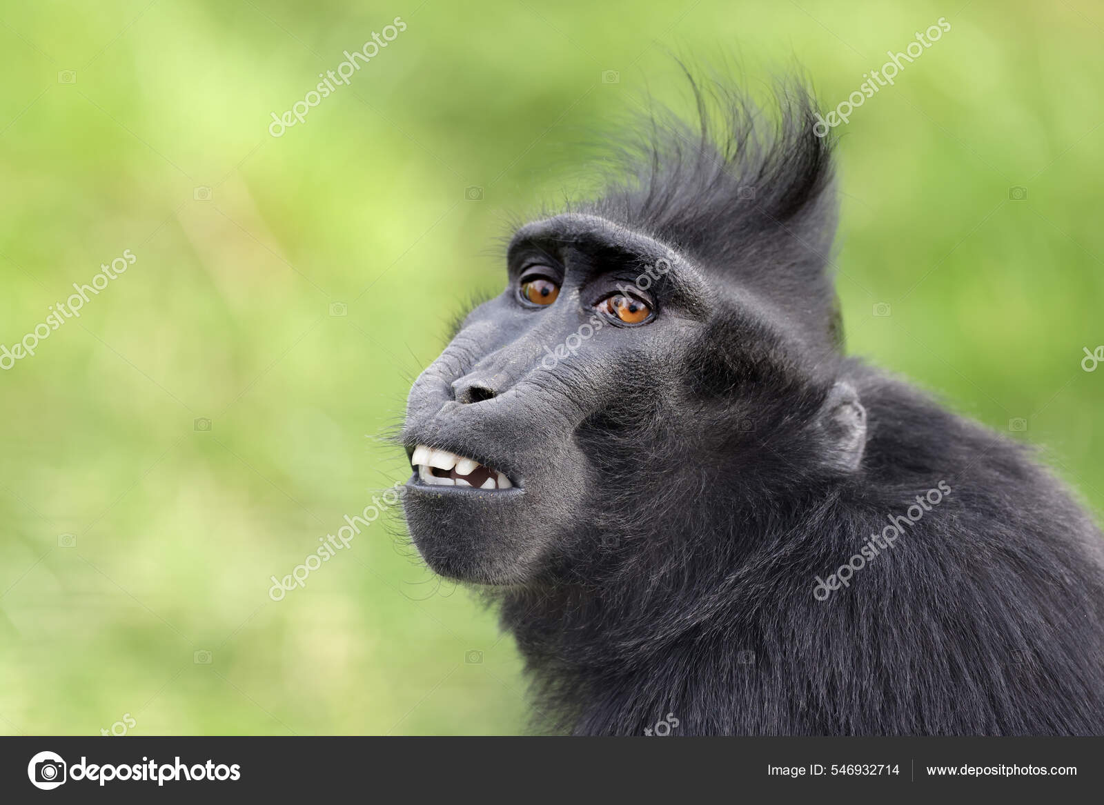 Macaco foto de stock. Imagem de frente, dentes, comer - 53759574