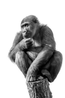 Ağaç gövdesinde oturan genç bir dişi gorile yaklaş.