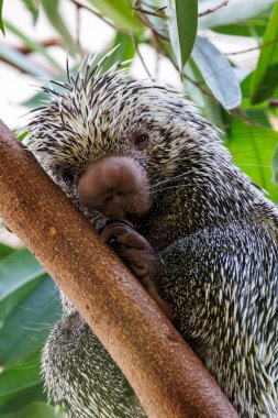 close up shot of a cute Brazilian porcupine (Coendou prehensilis) clipart