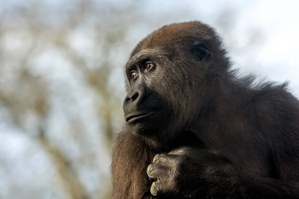 在模糊的背景下接近一只年轻的西部低地大猩猩 — 图库照片