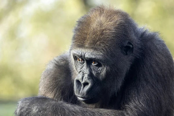 Nahaufnahme Eines Gorillas Auf Verschwommenem Hintergrund — Stockfoto