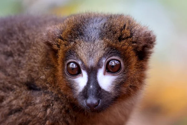 Kırmızı Göbekli Lemur Eulemur Rubriventer Doğa Arka Planı Üzerine — Stok fotoğraf