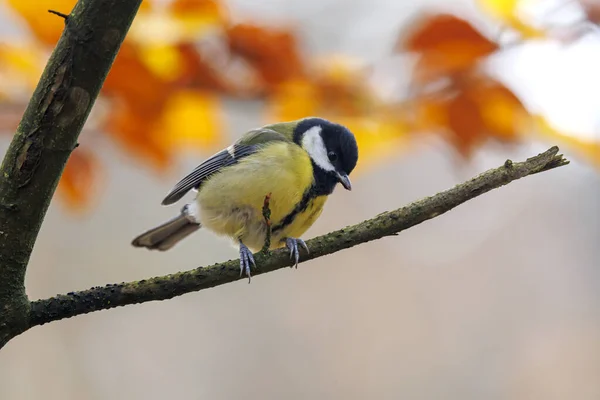 Great Tit Parus Major Sitting Stick Nature Background — Zdjęcie stockowe