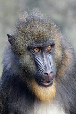 Mandrill (Mandrillus sfenks) görüntüsünü kapat)