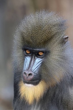 Mandrill (Mandrillus sfenks) görüntüsünü kapat)