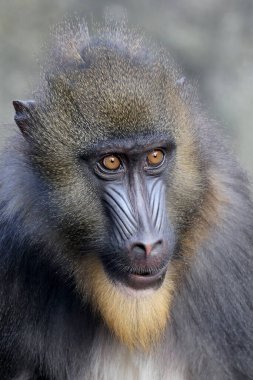 Mandrill (Mandrillus sfenks) görüntüsünü kapat)