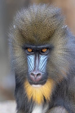 Mandrill (Mandrillus sfenks) görüntüsünü kapat)