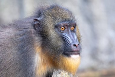 Mandrill (Mandrillus sfenks) görüntüsünü kapat)