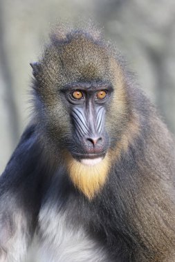 Mandrill (Mandrillus sfenks) görüntüsünü kapat)