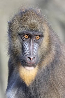 Mandrill (Mandrillus sfenks) görüntüsünü kapat)