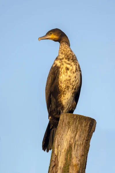 Zblízka Pohled Velký Kormorán Phalacrocorax Carbo — Stock fotografie