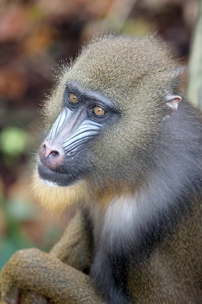 Close Visning Mandrill Mandrillus Sphinx - Stock-foto