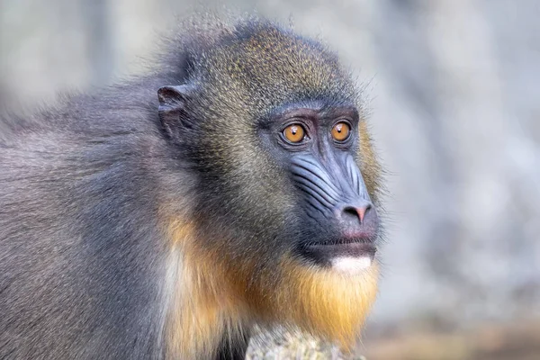 Widok Bliska Mandrill Mandrillus Sfinx — Zdjęcie stockowe