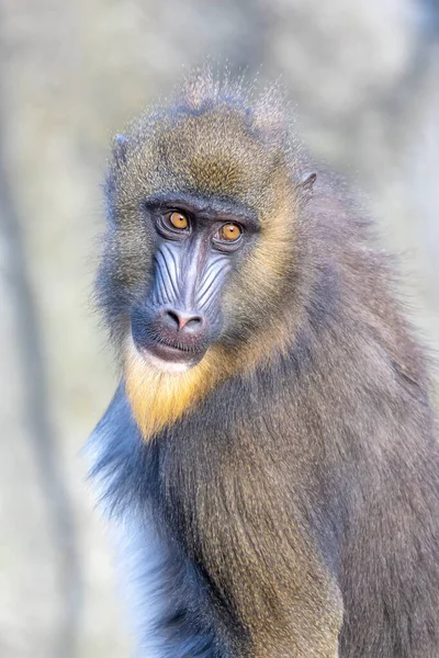 맨드릴개코원숭이 Mandrillus Sphinx — 스톡 사진