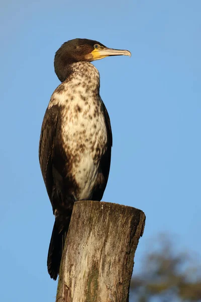 Zblízka Pohled Velký Kormorán Phalacrocorax Carbo — Stock fotografie