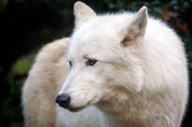 Ormanda beyaz kurt (Canis lupus hudsonicus)