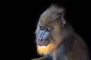 Mandrill (Mandrillus sfenks) görüntüsünü kapat)
