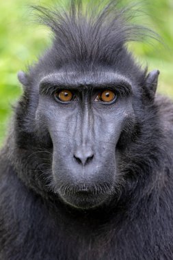 Ünlülerin tepeli makağı (Macaca nigra)