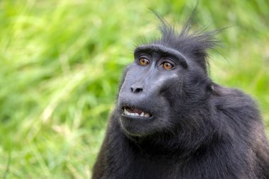 Ünlülerin tepeli makağı (Macaca nigra)