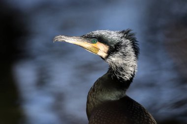 Büyük karabatağın yakın görüntüsü (Phalacrocorax karbo)