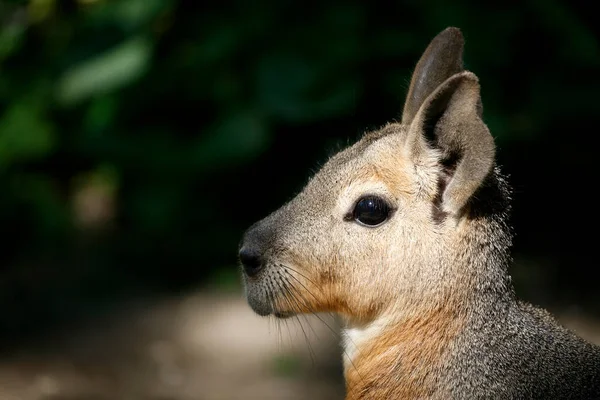 Close Patagonian Mara Dolichotis Patagonum — Stock Photo, Image