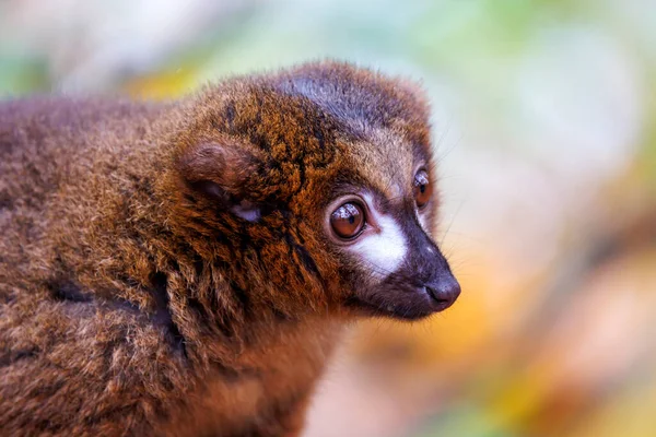 Zbliżenie Słodkie Lemur Czerwony Brzuch Eulemur Rubriventer — Zdjęcie stockowe