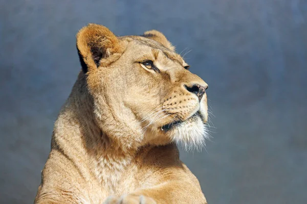 Bir Dişi Aslanın Yakın Çekimi Panthera Leo — Stok fotoğraf