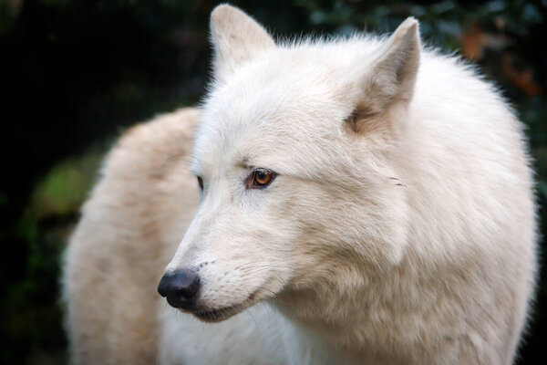 White wolf (Canis lupus hudsonicus) in the forest