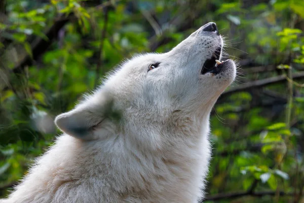 Portret Van Een Huilende Witte Wolf Canis Lupus Hudsonicus — Stockfoto