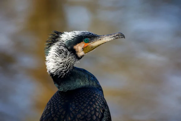 Widok Bliska Wielkiego Kormoranu Phalacrocorax Carbo — Zdjęcie stockowe