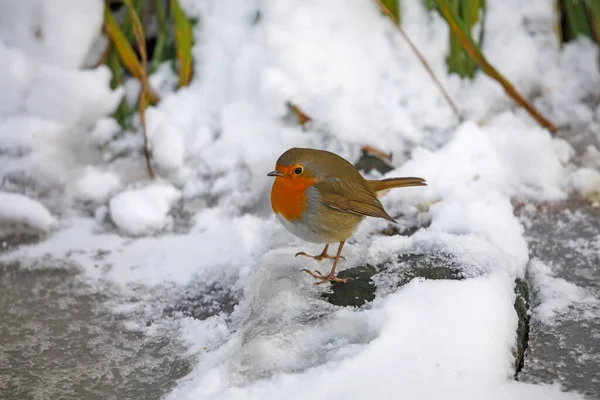 Een Prachtig Europees Roodborstje Erithacus Rubecula Winter — Stockfoto