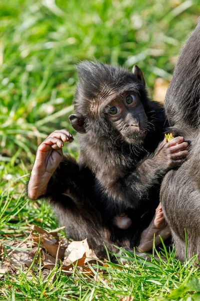 Celebes Cresta Macaco Macaca Nigra — Foto de Stock