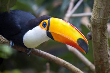 toco tukan (Ramphastos toco), flora ve fauna