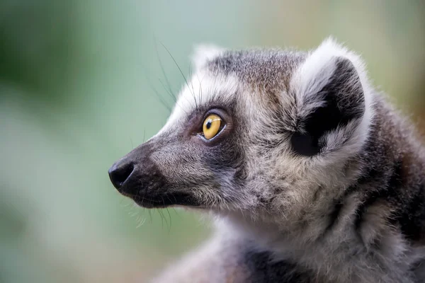 Portret Van Een Schattige Ringstaartmaki Lemur Catta — Stockfoto