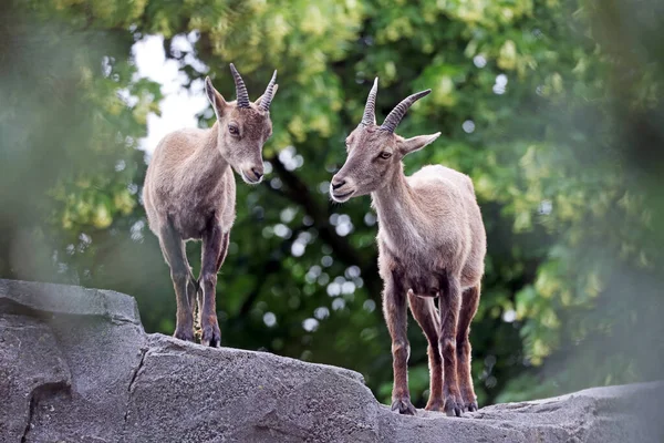 Beautiful Deer Forest — Stock Photo, Image