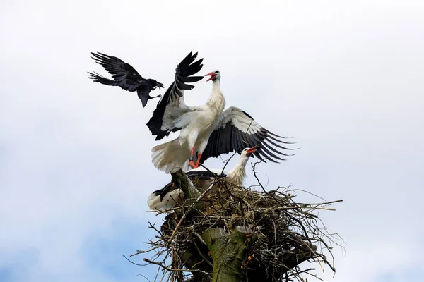 White Stork Nest Dead — Stock Photo, Image
