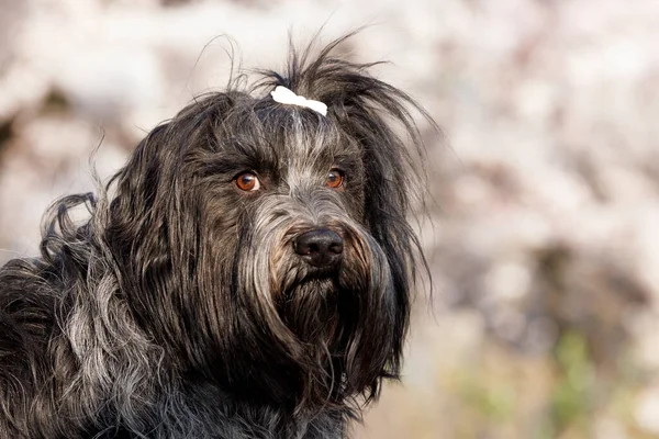 Portrait Cute Dutch Sheepdog Blurred Background — Stockfoto