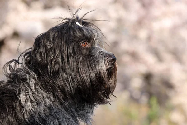 Retrato Bonito Schapendoes Cão Pastor Holandês Fundo Borrado — Fotografia de Stock