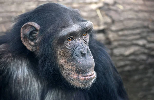 Black Chimpanzee Pan Troglodytes Close View — Stok fotoğraf