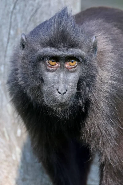 Macaco Crested Macaca Nigra Vista Perto Conceito Fauna — Fotografia de Stock