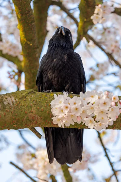Aaskrähe Corvus Corone Sitzt Auf Dem Baum Wald — Stockfoto