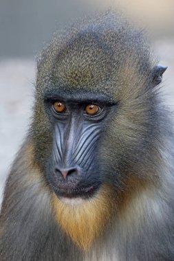 Mandrill (Mandrillus sfenks) görüntüsünü kapat)